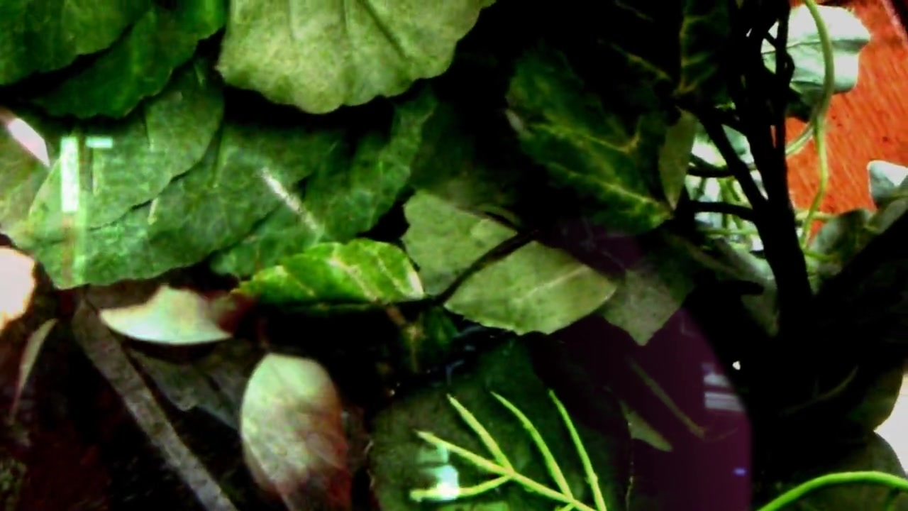 To view this video, become a TotalVOM member.